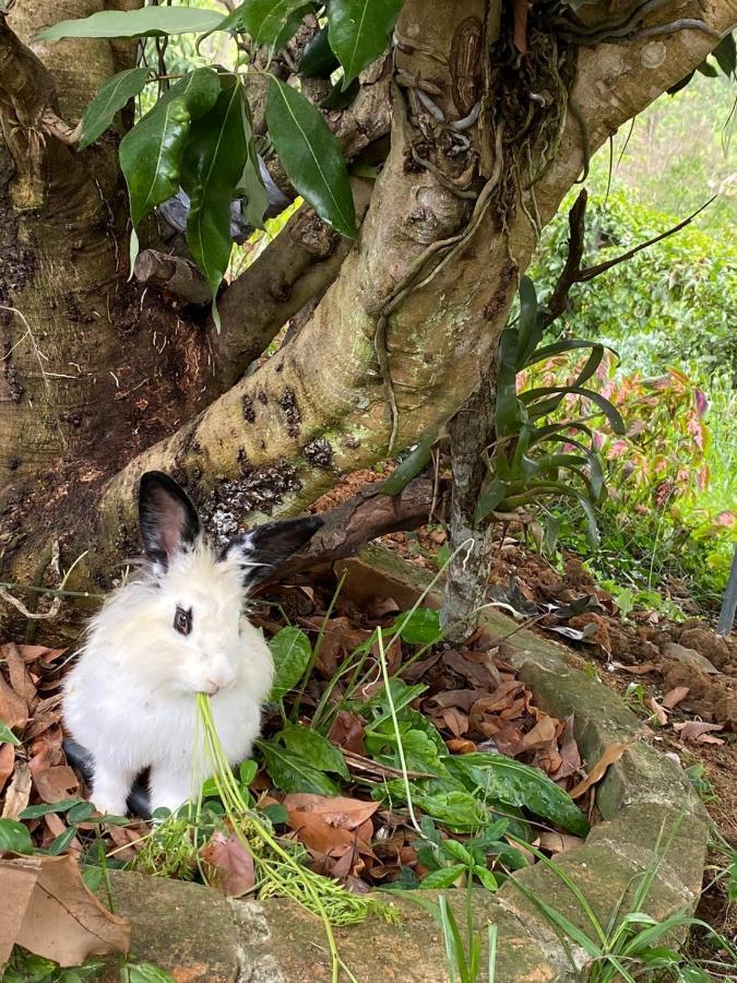 Recanto Das Orquideas Quatis Eksteriør bilde